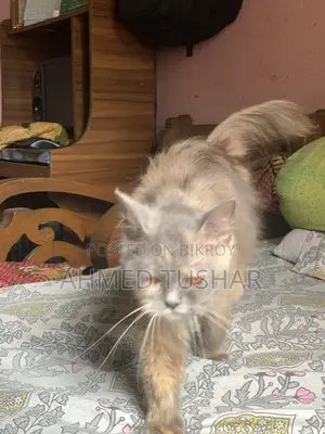 Persian Cat