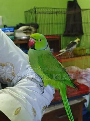 ইনডিয়ান রিংনেট টিয়া