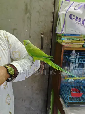ইনডিয়ান রিংনেট টিয়া
