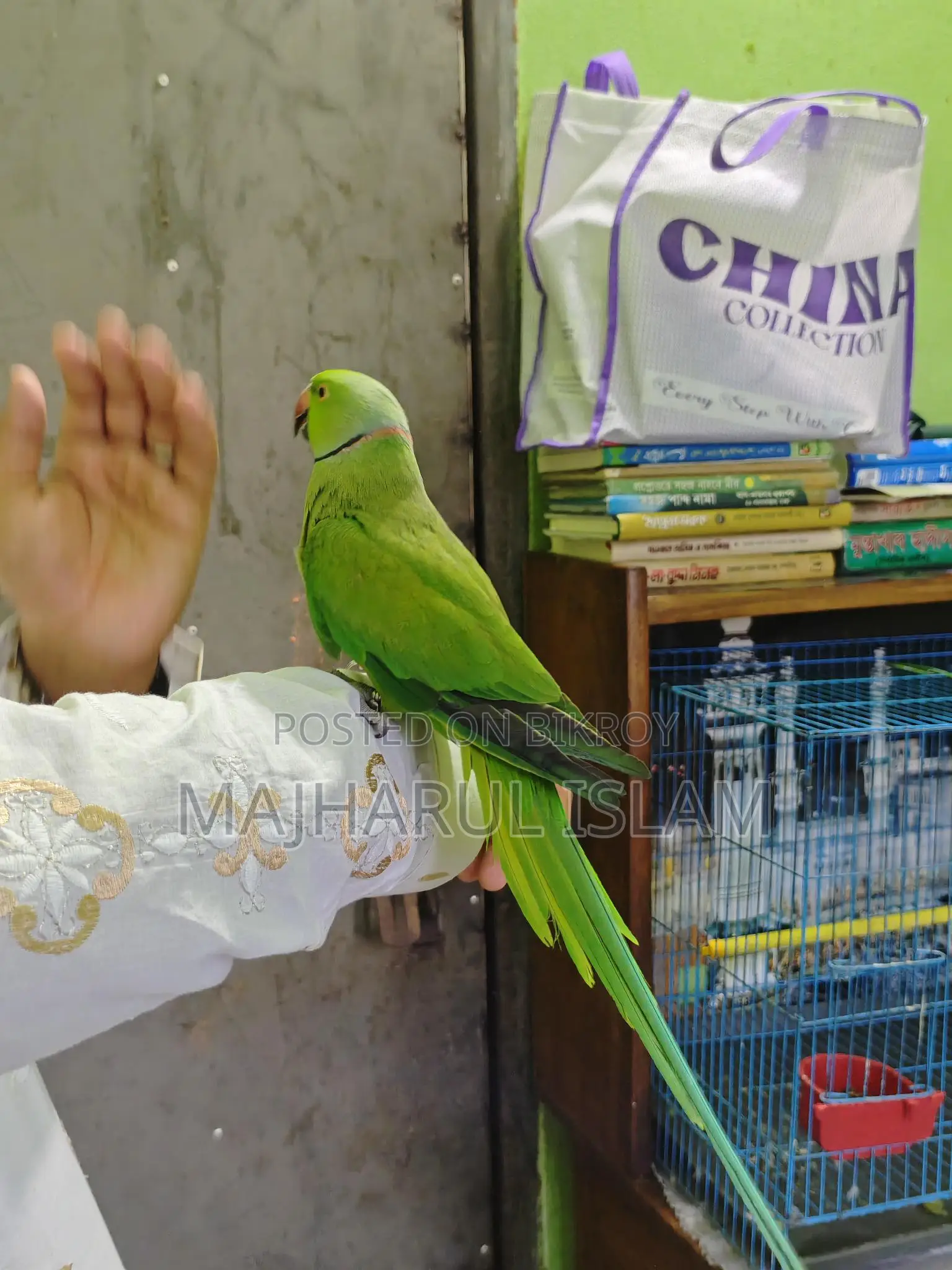ইনডিয়ান রিংনেট টিয়া