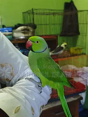 ইনডিয়ান রিংনেট টিয়া
