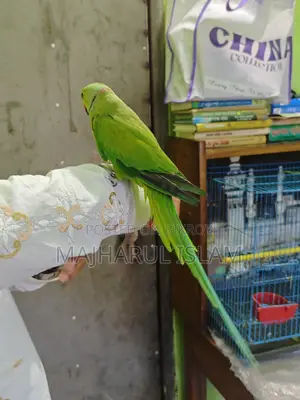 ইনডিয়ান রিংনেট টিয়া