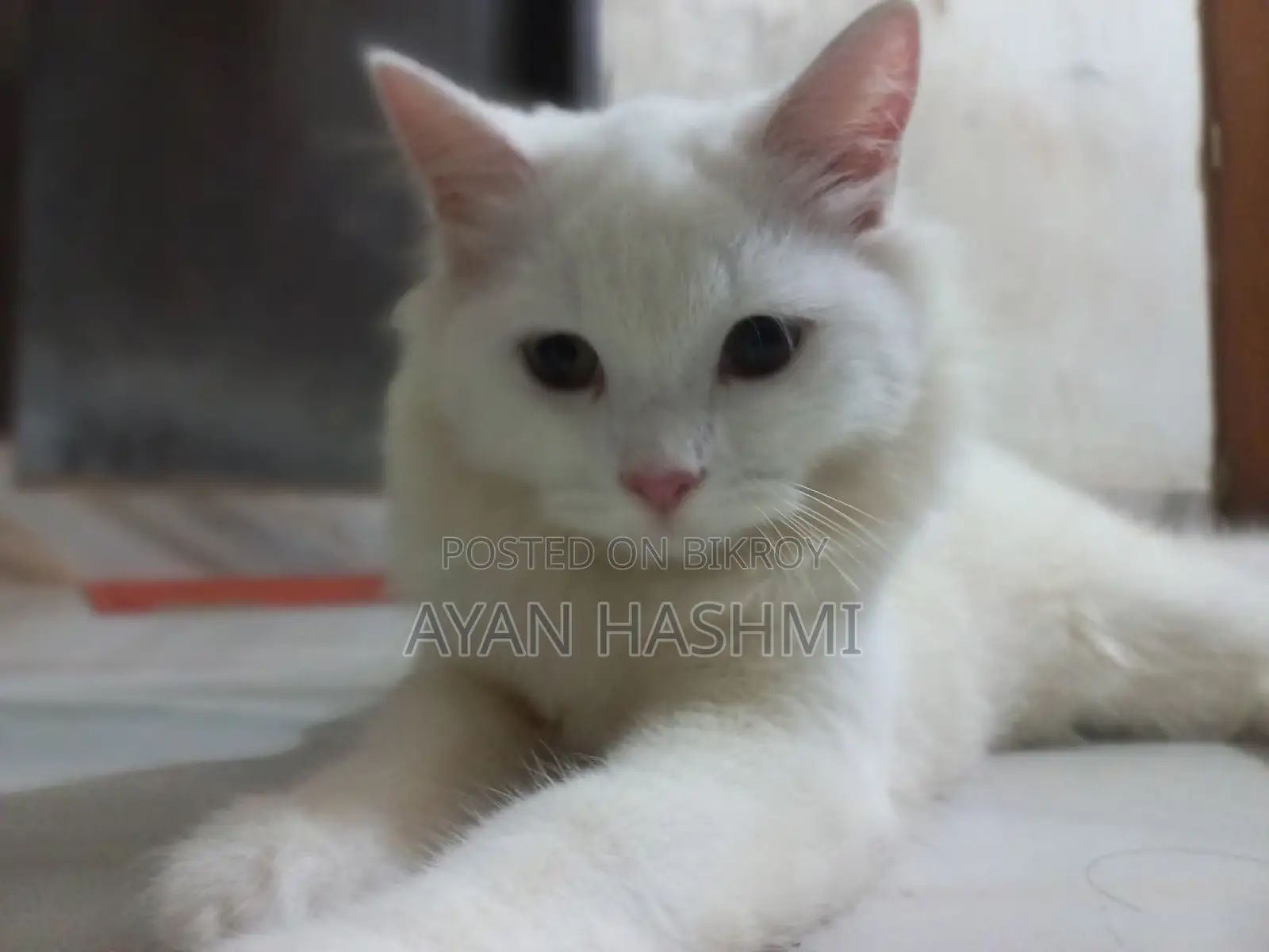 Persian Cat