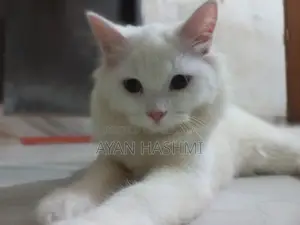 Persian Cat
