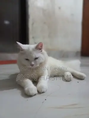Persian Cat