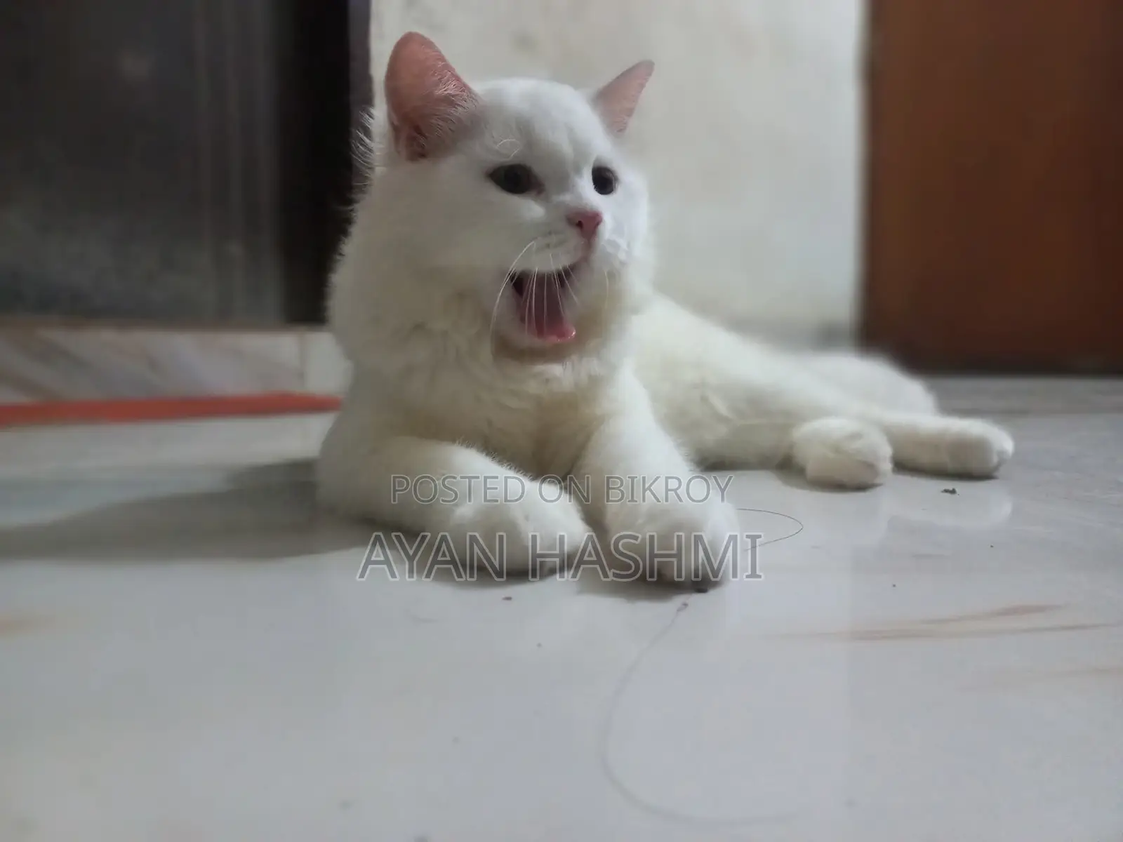 Persian Cat