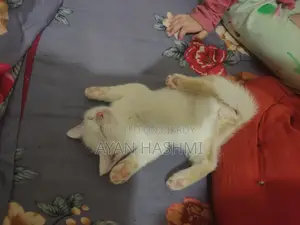 Persian Cat