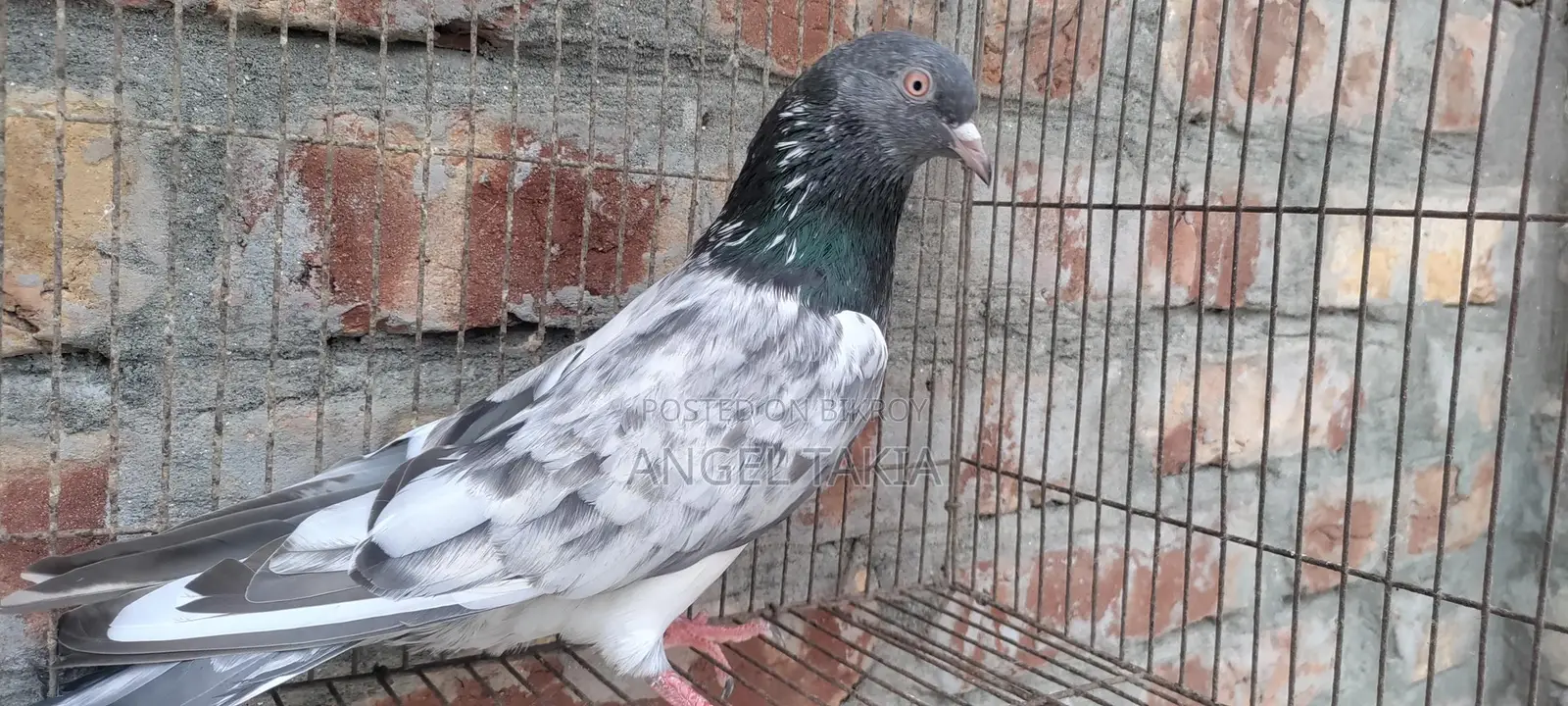 Kamagar Nor