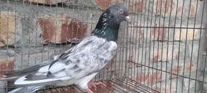 Kamagar Nor