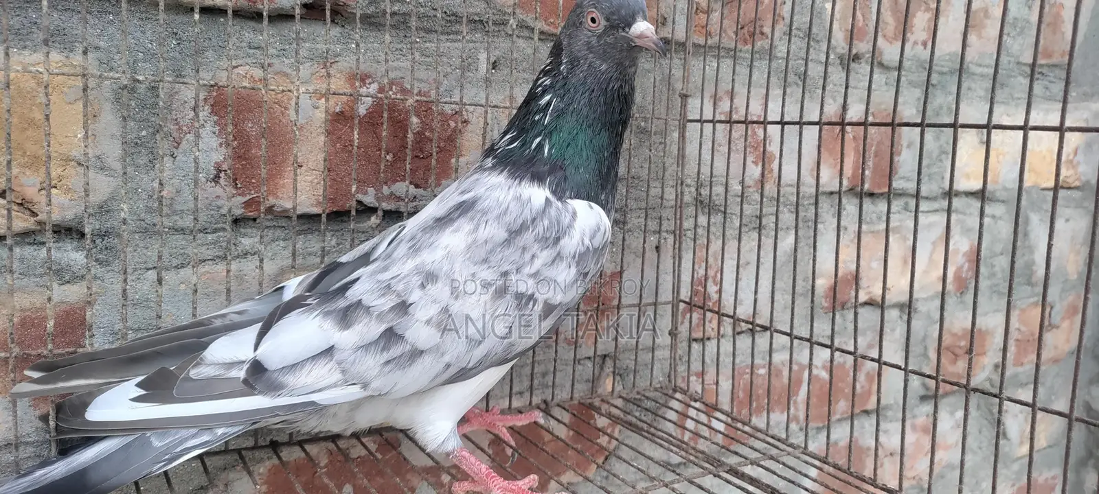 Kamagar Nor