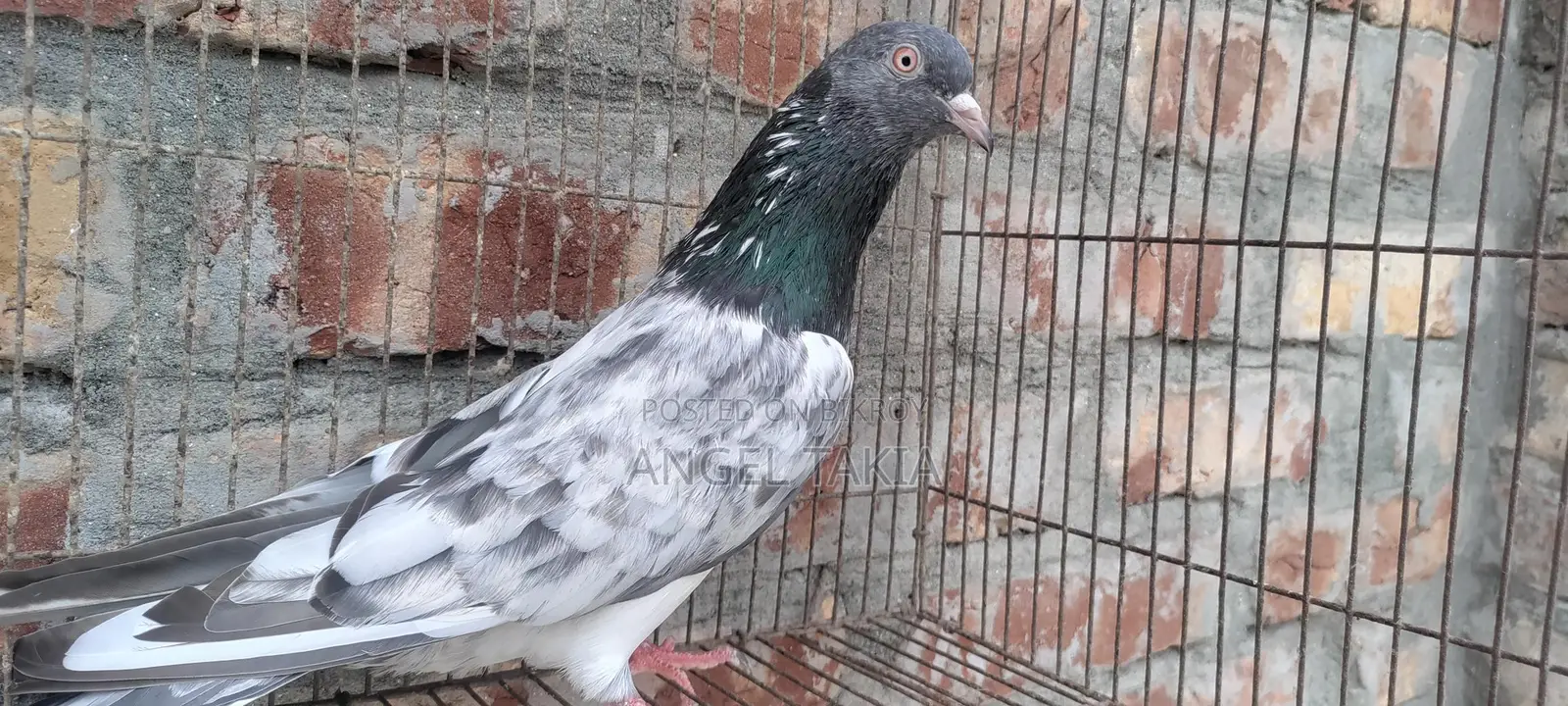 Kamagar Nor