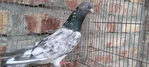Kamagar Nor