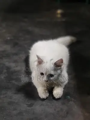 পার্শিয়ান ক্যাট