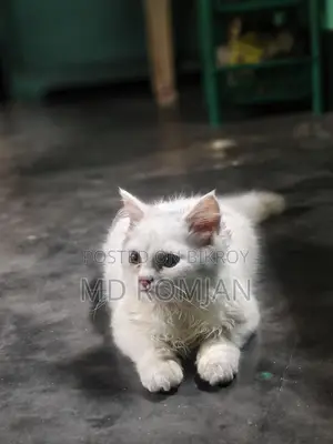 পার্শিয়ান ক্যাট