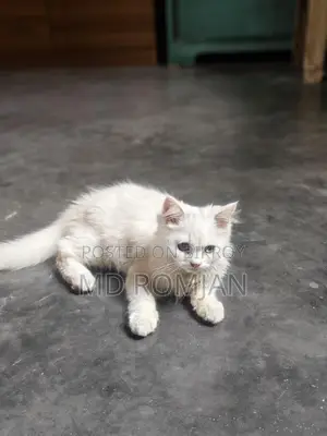 পার্শিয়ান ক্যাট