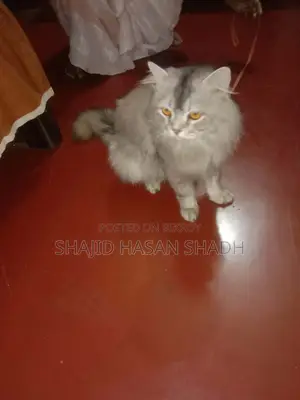 Looking to sell a male Persian cat.