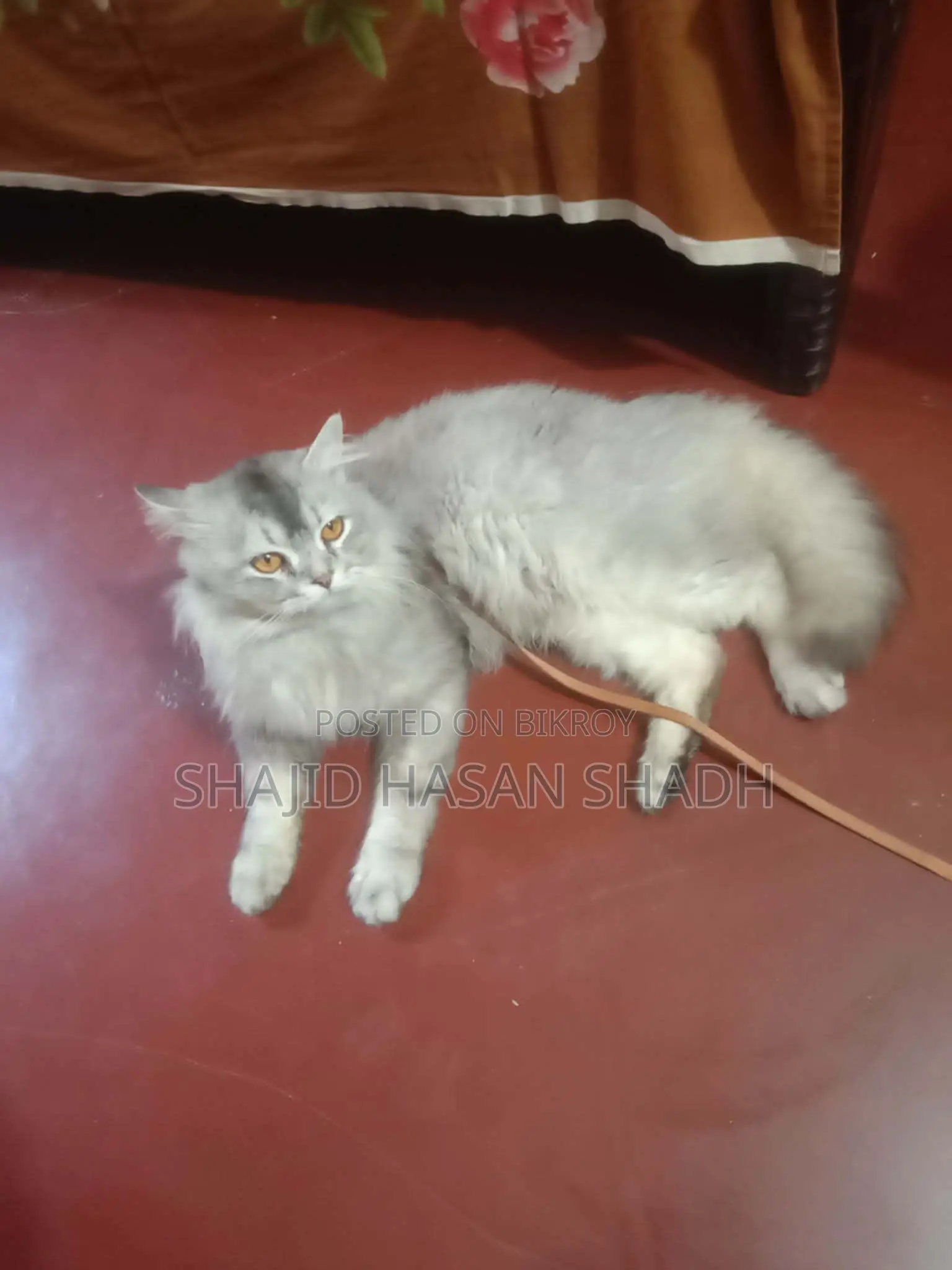 Looking to sell a male Persian cat.