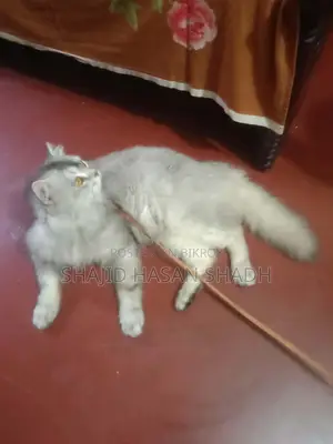 Looking to sell a male Persian cat.
