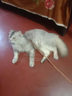 Looking to sell a male Persian cat.