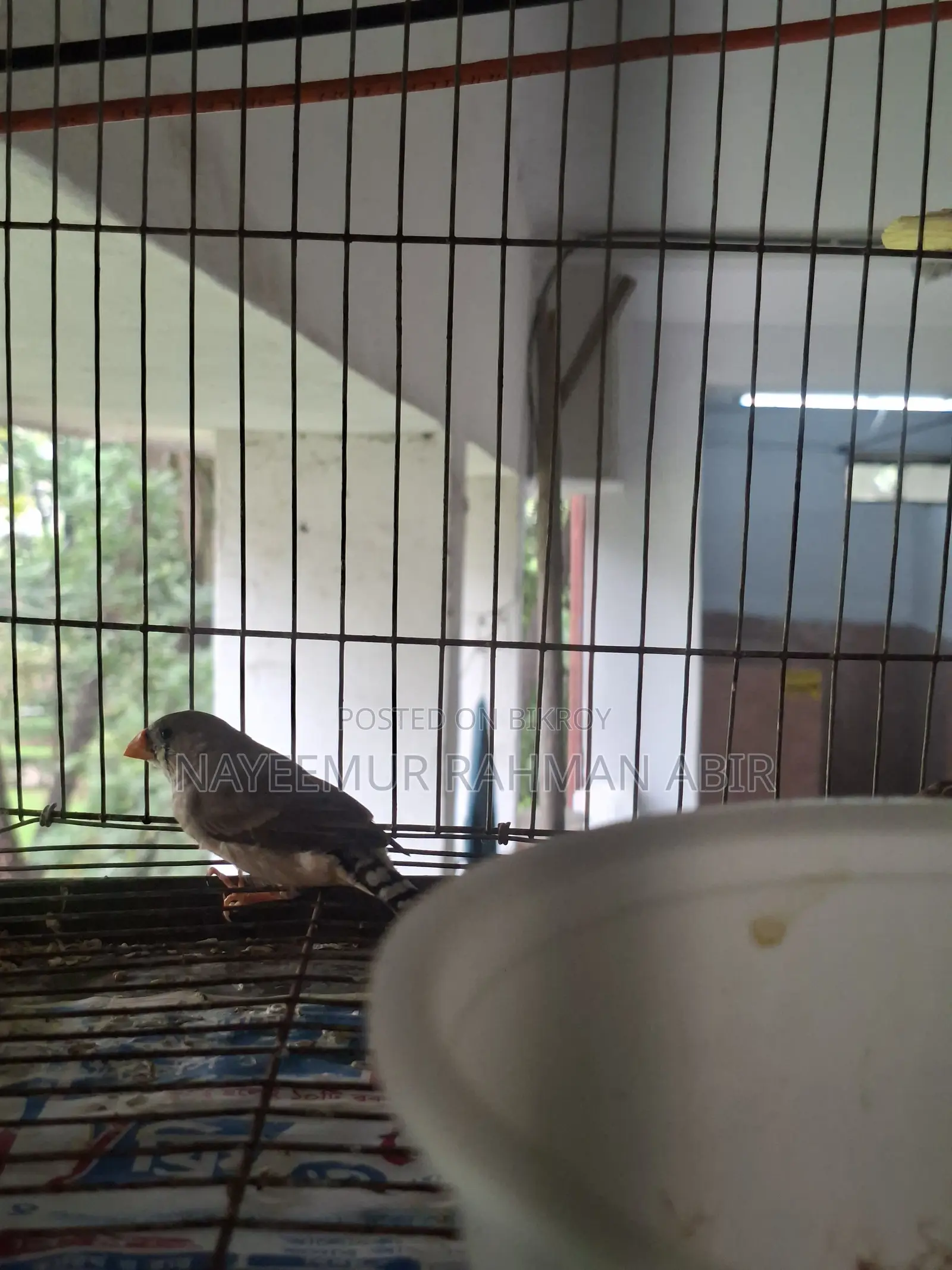 Zebra Finch Bird