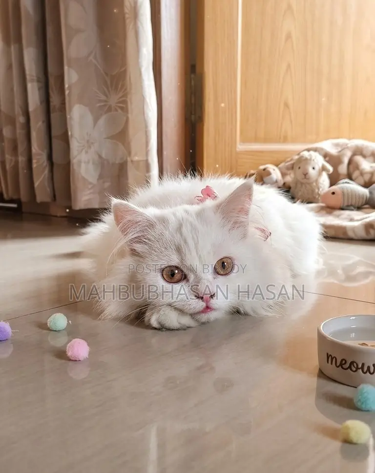 Persian Long Hair Cat