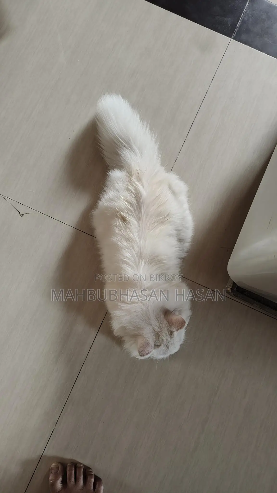 Persian Long Hair Cat