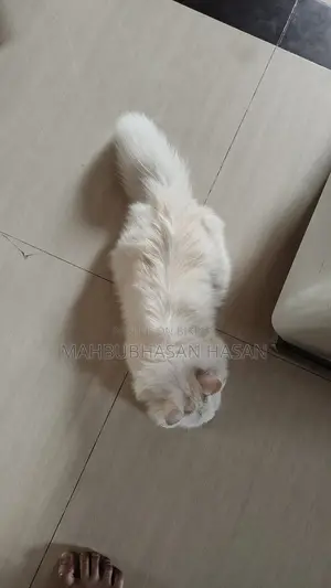 Persian Long Hair Cat