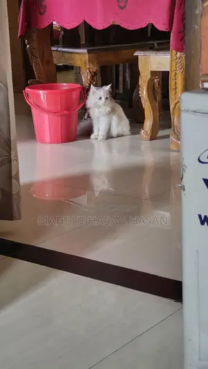 Persian Long Hair Cat