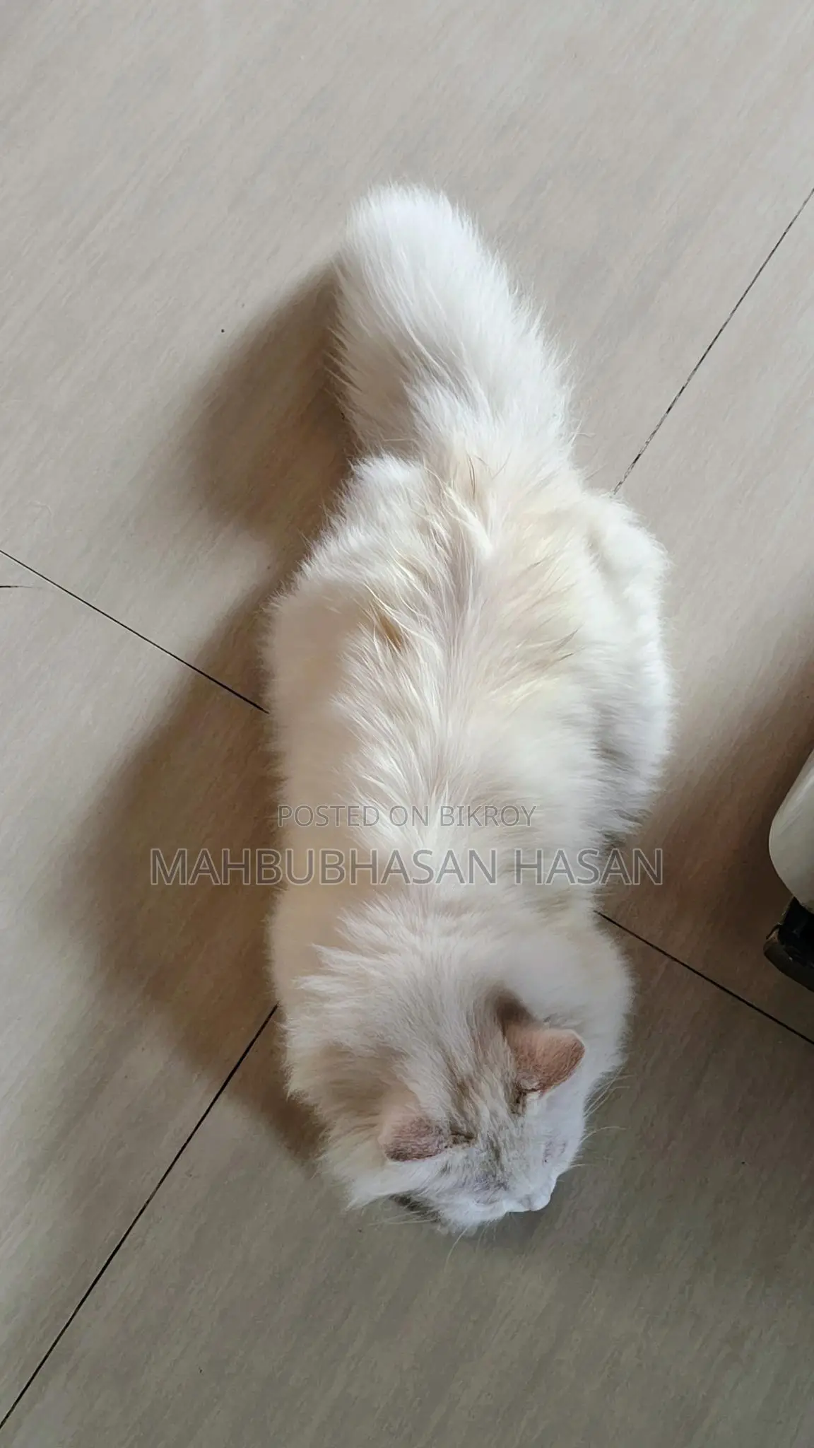 Persian Long Hair Cat