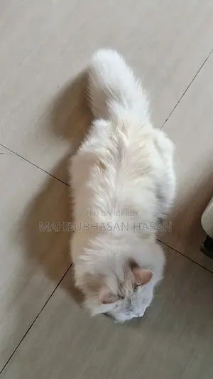 Persian Long Hair Cat