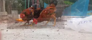 দেশি মুরগি মোরগ বিক্রি করা হবে