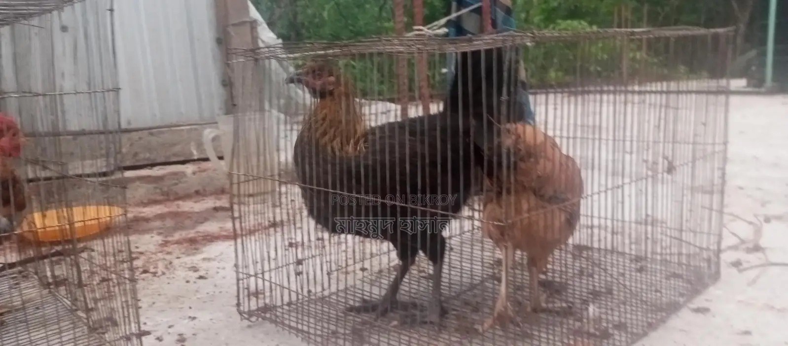 দেশি মুরগি মোরগ বিক্রি করা হবে