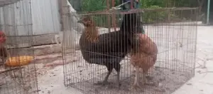 দেশি মুরগি মোরগ বিক্রি করা হবে