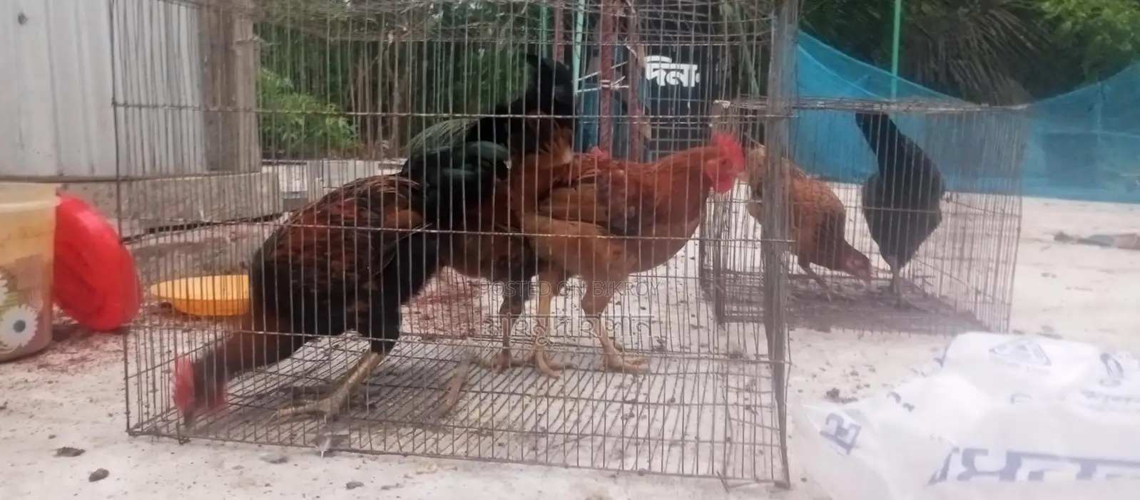 দেশি মুরগি মোরগ বিক্রি করা হবে