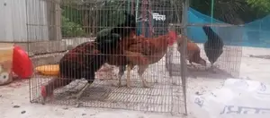 দেশি মুরগি মোরগ বিক্রি করা হবে