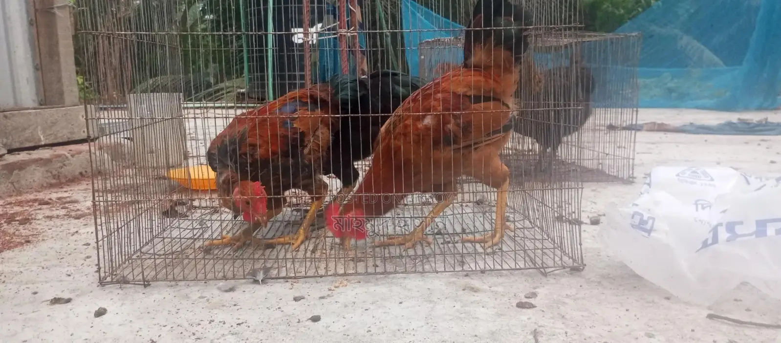 দেশি মুরগি মোরগ বিক্রি করা হবে