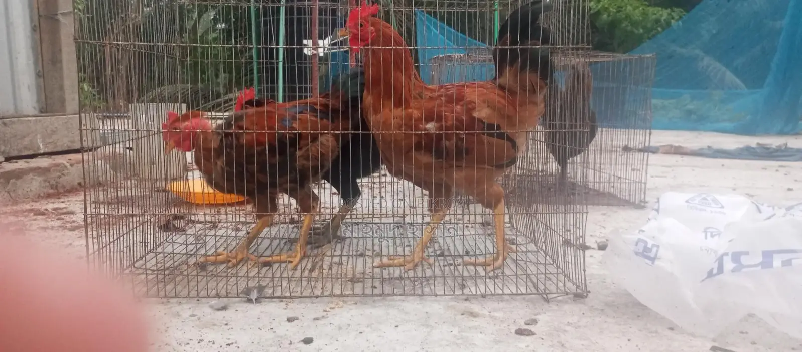 দেশি মুরগি মোরগ বিক্রি করা হবে