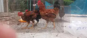 দেশি মুরগি মোরগ বিক্রি করা হবে