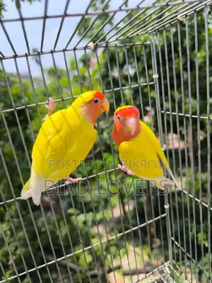 রানিং লাভবার্ডস লুটিনো পিস ফেস মাস্টার পেয়ার জোড়া বিক্রিয় করা হবে