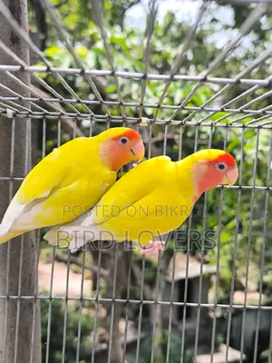রানিং লাভবার্ডস লুটিনো পিস ফেস মাস্টার পেয়ার জোড়া বিক্রিয় করা হবে