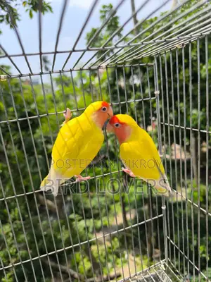 রানিং লাভবার্ডস লুটিনো পিস ফেস মাস্টার পেয়ার জোড়া বিক্রিয় করা হবে