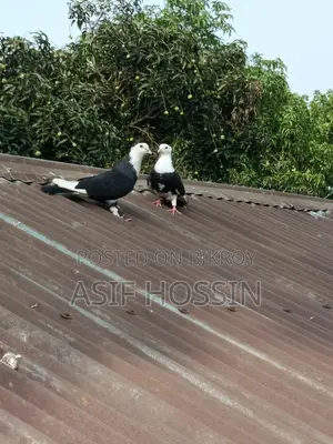 একজোড়া রাজগোল্লা ️