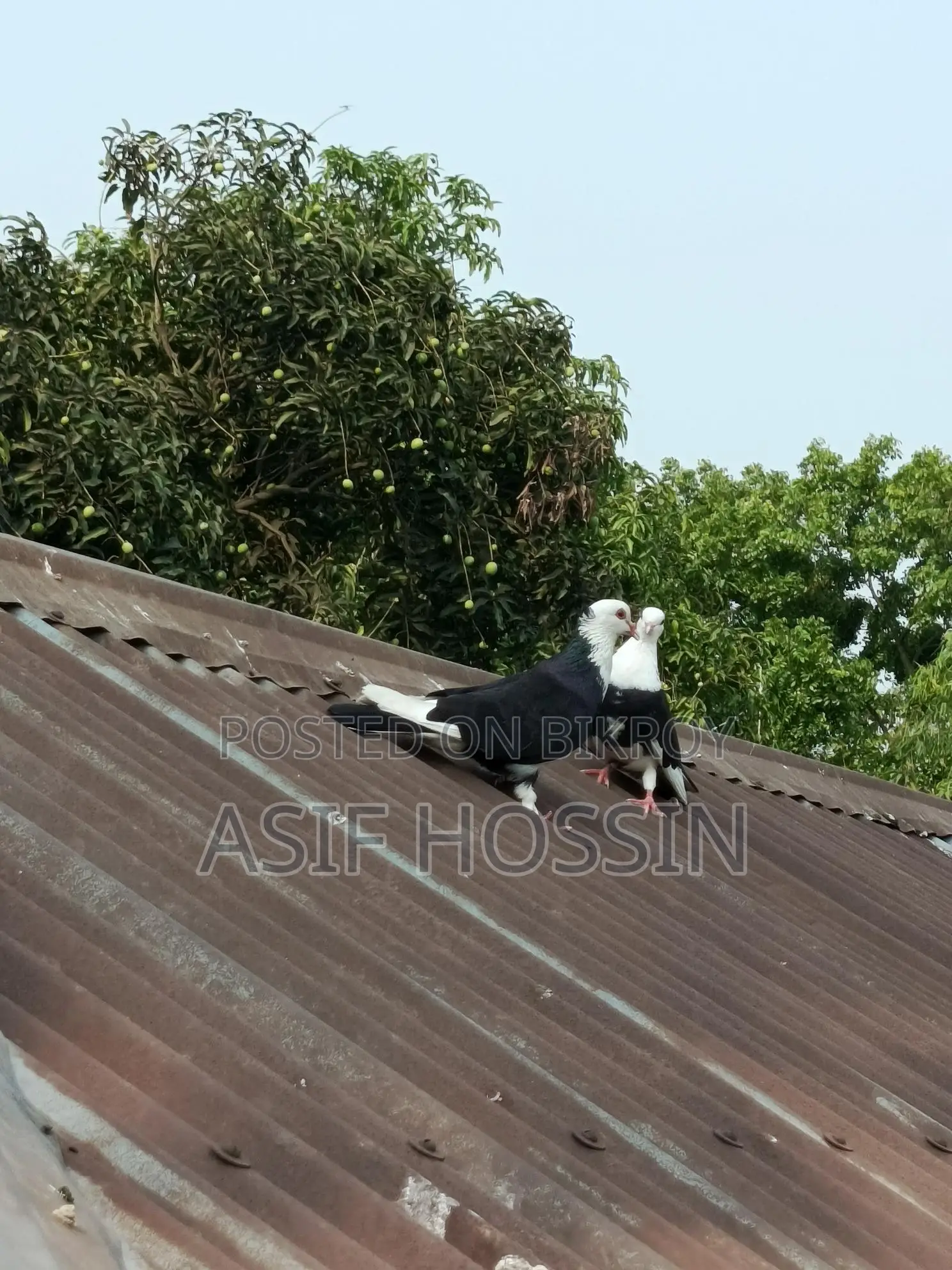 একজোড়া রাজগোল্লা ️