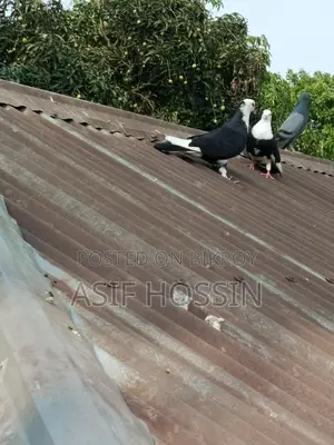 একজোড়া রাজগোল্লা ️