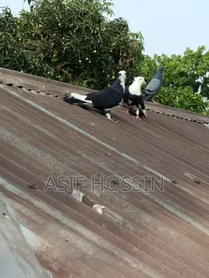 একজোড়া রাজগোল্লা ️