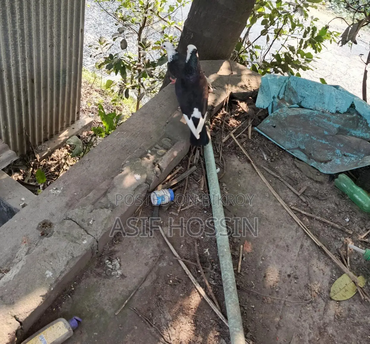 একজোড়া রাজগোল্লা ️