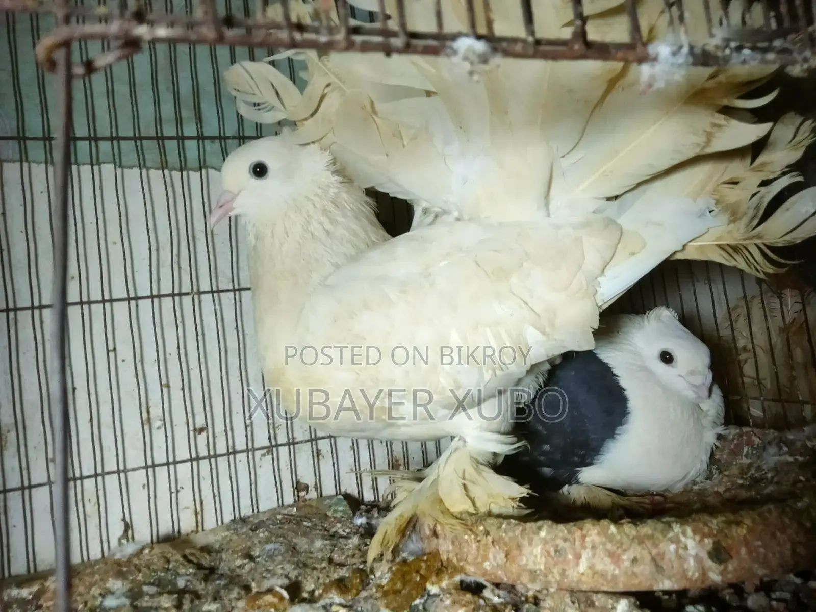 কবুতর এর লফ্ট সেল হবে