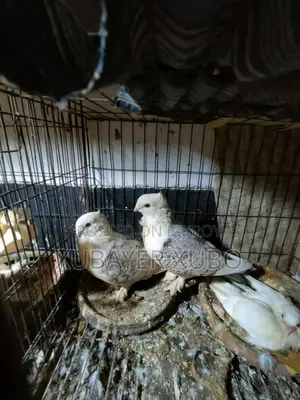 কবুতর এর লফ্ট সেল হবে