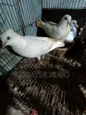 কবুতর এর লফ্ট সেল হবে