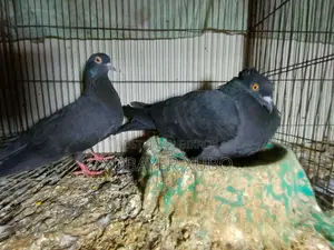 কবুতর এর লফ্ট সেল হবে